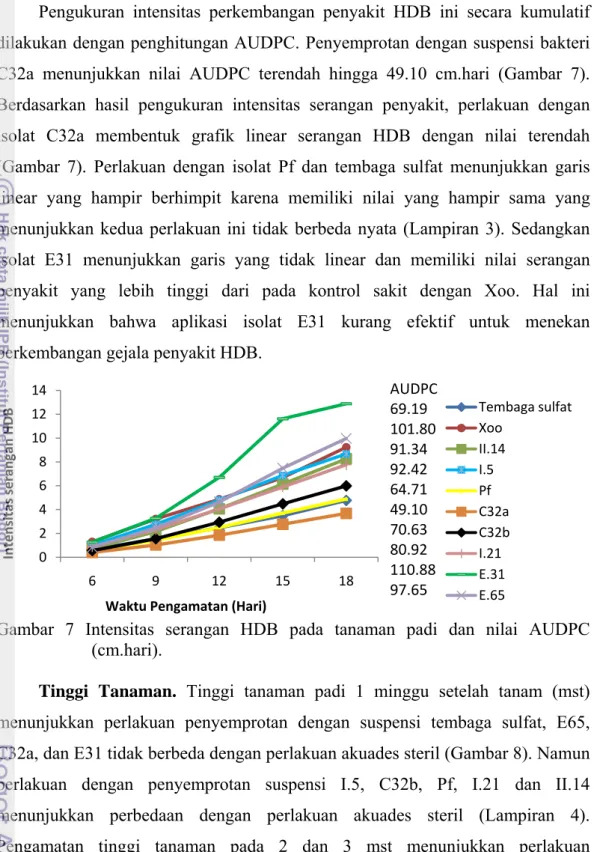 Gambar 7 Intensitas serangan HDB pada tanaman padi dan nilai AUDPC  (cm.hari). 