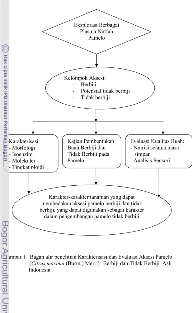Gambar 1   Bagan alir penelitian Karakterisasi dan Evaluasi Aksesi Pamelo  {Citrus maxima (Burm.) Merr.}  Berbiji dan Tidak Berbiji  Asli  Indonesia