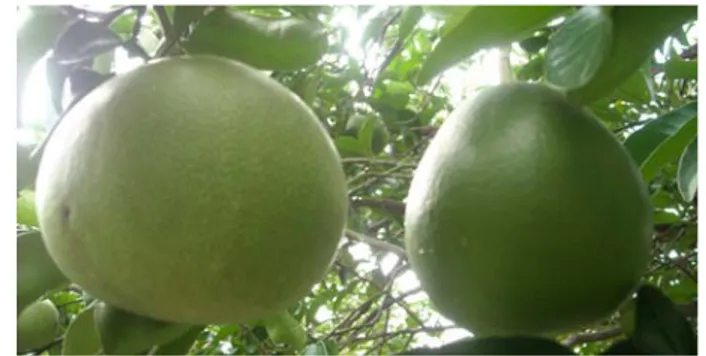 Gambar 6  Perbedaan bentuk buah ‘Bali Merah 2’ pada pohon yang sama, kiri: 