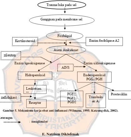 Gambar 5. Mekanisme kerja obat anti inflamasi (Wilmana, 1995; Katzung dkk, 2002). 