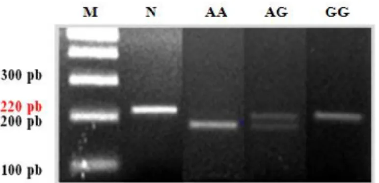 Gambar 1.  Sekuen gen TLR4 yang diamplifikasi (GenBank A Y064697.1). Posisi  primer menempel pada nukleutida yang bergaris bawah