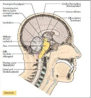 Gambar 1. Susunan otak. Potongan sagittal kepala pada orang dewasa; dilihat dari sisi kiri medial