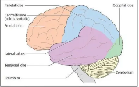 Gambar 2. Otak besar, dilihat dari sisi kiri 