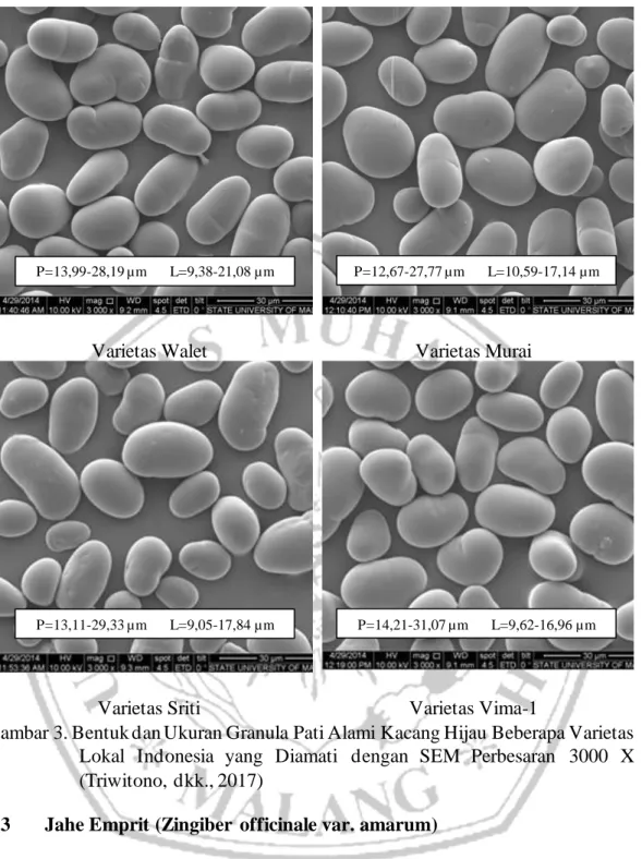 Gambar 3. Bentuk dan Ukuran Granula Pati Alami Kacang Hijau Beberapa Varietas  Lokal  Indonesia  yang  Diamati  dengan  SEM  Perbesaran  3000  X  (Triwitono, dkk., 2017) 