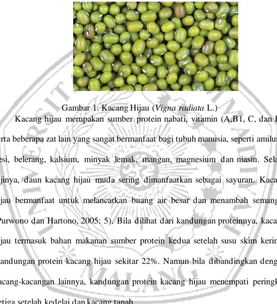 Gambar 1. Kacang Hijau (Vigna radiata L.) 