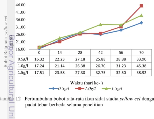 Gambar 12   Pertumbuhan bobot rata-rata ikan sidat stadia yellow eel dengan   padat tebar berbeda selama penelitian 