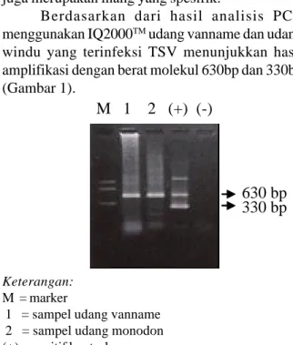 Gambar 1. Hasil deteksi TSV dengan PCR menggunakan IQ2000 TM  pada udang vanname dan winduKeterangan: