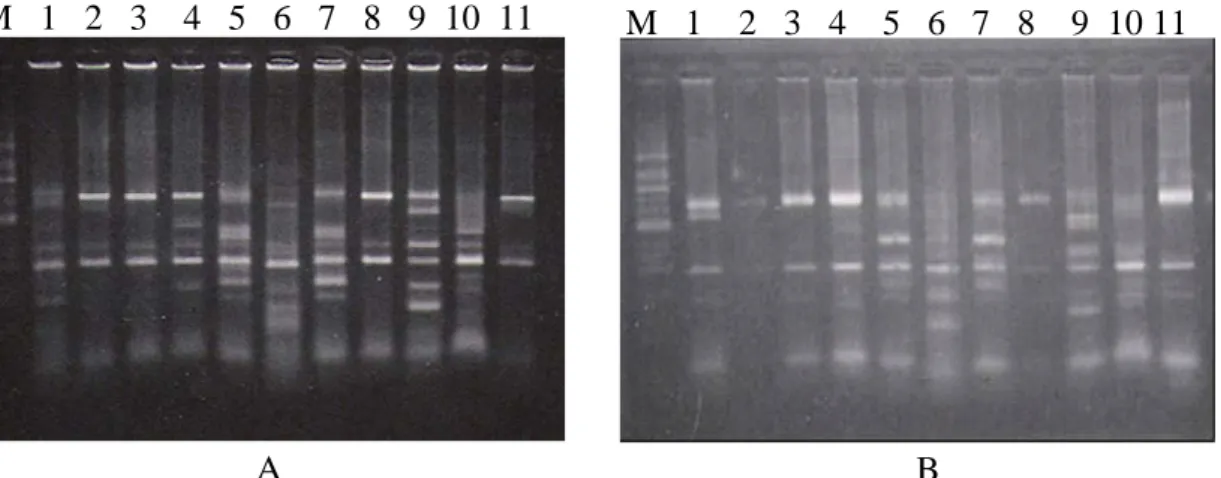 Gambar 2. Pola polimorfisme DNA TSV yang menginfeksi udang L. vannamei (A) dan P. monodon (B) yang dipotong dengan enzim restriksi, M : DNA ladder 100 bp, 1 : Hae III, 2: EcoR V, 3: Dra I, 4: Hha I, 5: Sau 3AI, 6: Mnl, 7: Mbo I, 8: EcoR I, 9: Hinf I, 10: N