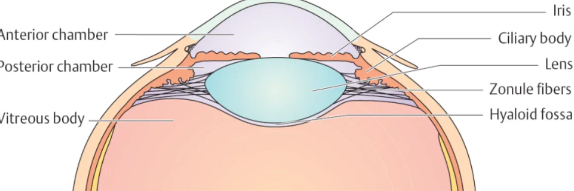 Gambar 2.1: Anatomi Lensa 
