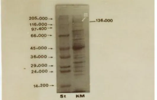 Gambar  2.  Fraksi  protein  MRP  isolat  kontrol  strain  D282.St  =  protein  standar;  KM  =  Strain  D282;  m  =  MRP +  (136 kDa) 