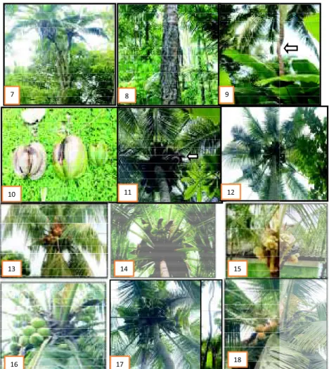 Gambar 1.Karakter unik pada ragam kelapa Madan: 1 ‘Bulan’, 2. ‘Udang’, 3. ‘Bluluk’, 4