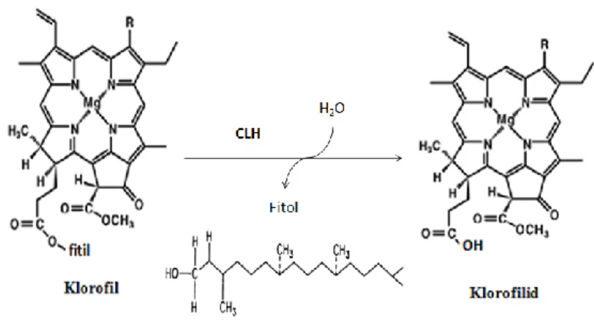 Gambar 1. Reaksi pembentukan klorofilid (Hu, 2013) 