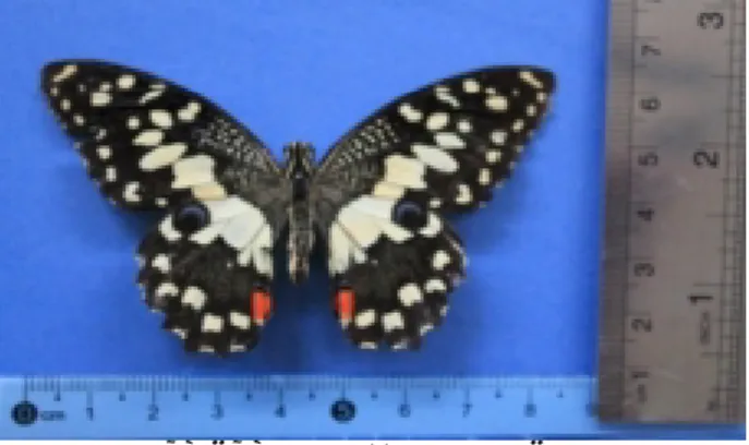 Gambar 5. Papilio demoleus ♀ 