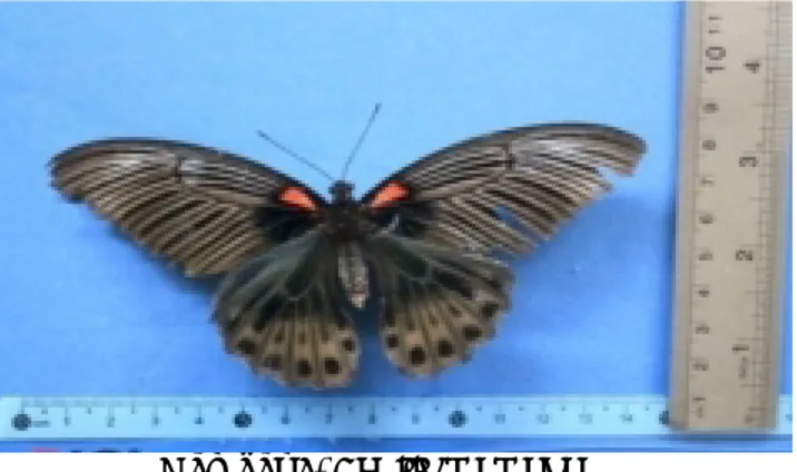 Gambar 7. Papilio memnon ♀ 