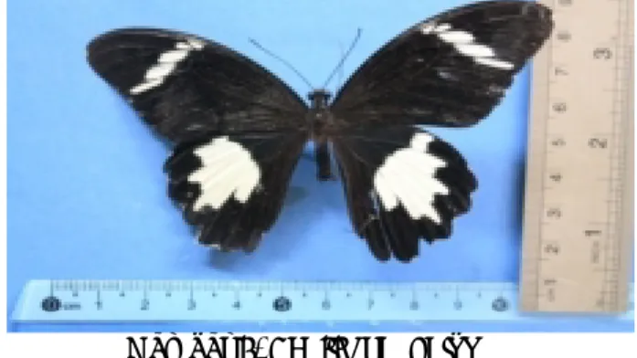 Gambar 8. Papilio nephelus ♂ 