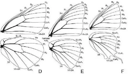 Gambar 2.5 (d) Pieridae, (e) Nymphalidae, dan (f) Lycaenidae  c.  Nama Umum 