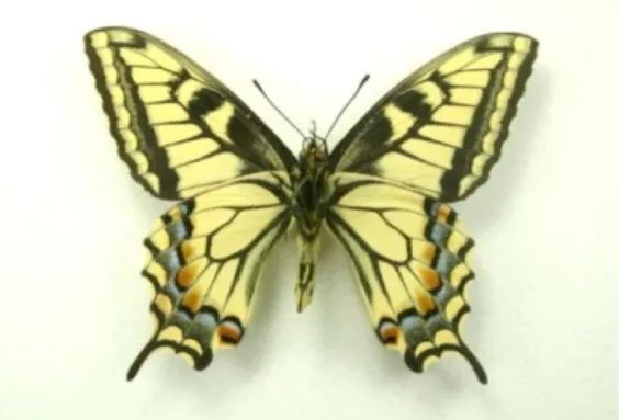Gambar 2.9 Papilionidae 44 b.  Famili Pieridae 