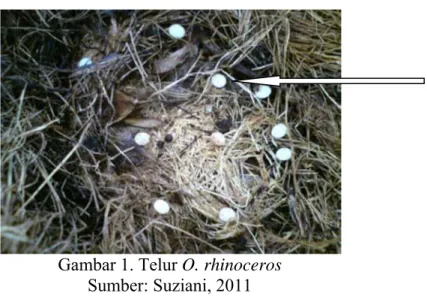 Gambar 1. Telur O. rhinoceros  Sumber: Suziani, 2011 