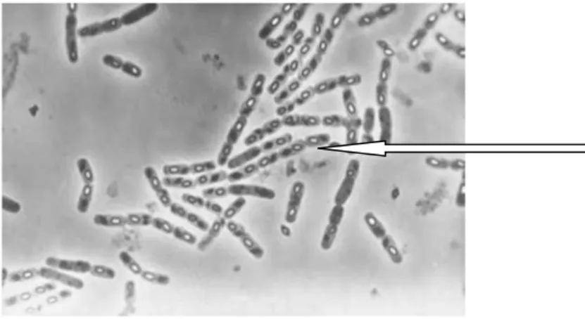 Gambar 6: Sel Bacillus thuringiensi  Sumber : blass.com.au/definitions/bacillus 