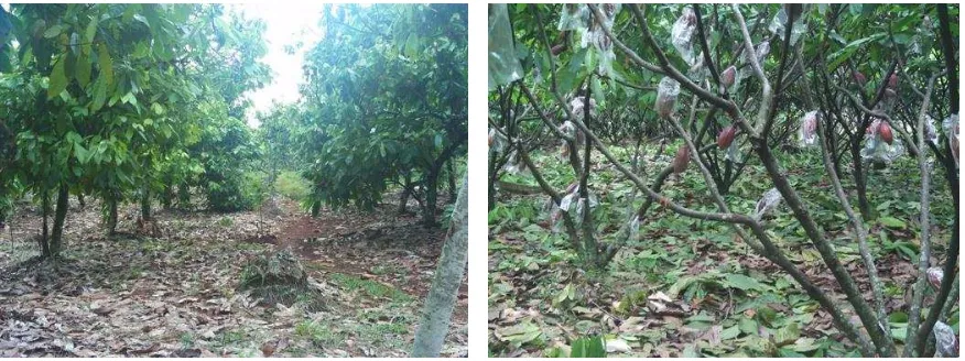 Gambar 2. Kunjungan lapangan ke kebun kakao PT Pagilaran, Batang. 