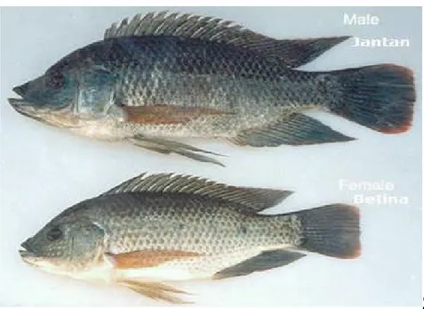 Gambar 2. Jenis Ikan Nila 