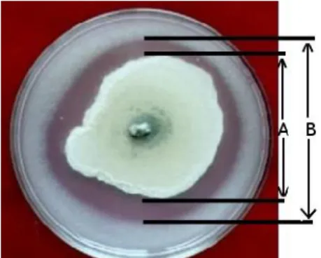 Tabel 2. Rhizobakteria yang membentuk Zona bening mengelilingi koloni yang dibiakan pada media Pikovskaya + PCNB (Rhizobakteria pelarut fosfat) No Jenis Rhizobakteri pelarut fosfat Diameter Total(B) mm Diameter Koloni (A)mm DiameterZona Bening  (B-A) mm In