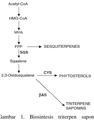 Gambar  1.  Biosintesis  triterpen  saponin (Mangas et al., 2008)