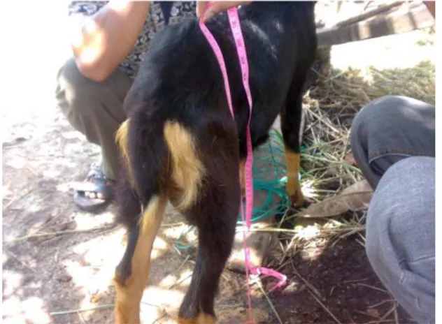 Gambar 7.  Tehnik Pengukuran Tinggi Pinggul Kambing Peranakan Ettawa (PE) Jantan  Hasil pengukuran tinggi pinggul  yang diperboleh pada penelitian ini lebih rendah dari hasil  rataan tinggi pinggul Kambing Peranakan Ettawa (PE) jantan yang diperoleh Suband