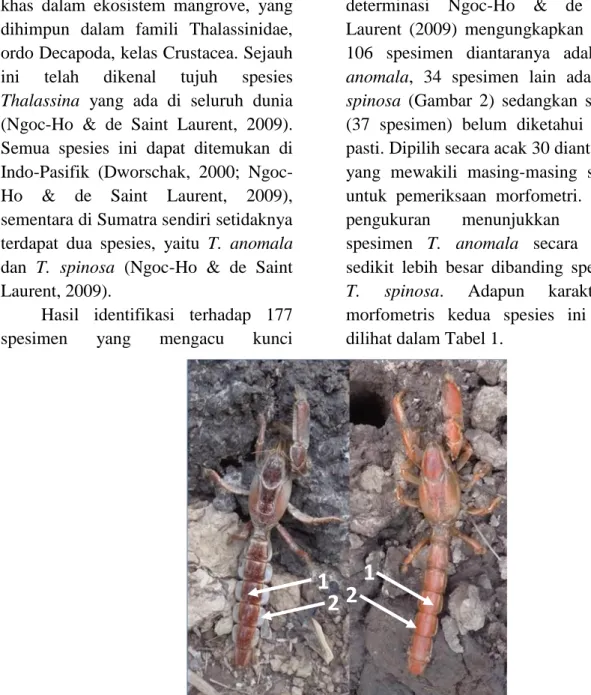 Gambar  2.  Perbandingan  morfologi  T.  anomala  (A)  dan  T.  spinosa  (B):  Tanda  panah  menunjukkan  tanda  pembeda  yang  paling  mudah  dilihat  yaitu  bentuk  abdominal somite dan abdominal sternite masing-masing spesies 