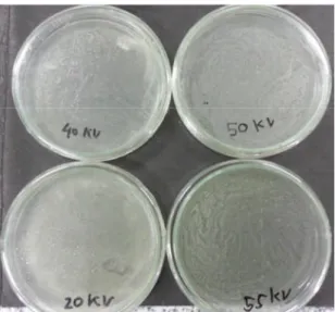 Gambar 4.2 Perbandingan Jumlah Koloni Bakteri Escherichia Coli di dalam Petri Variasi Tegangan 20 kV, 40kV, 50kV, 55kV.