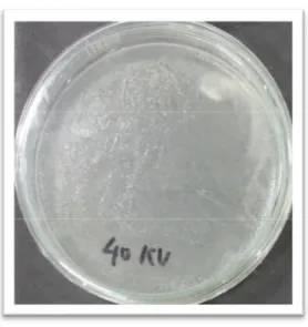 Gambar 4.4 Bakteri Escherichia Coli di dalam Petri Tegangan 40 kV