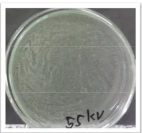 Gambar 4.6 Bakteri Escherichia Coli di dalam Petri Tegangan 55 kV