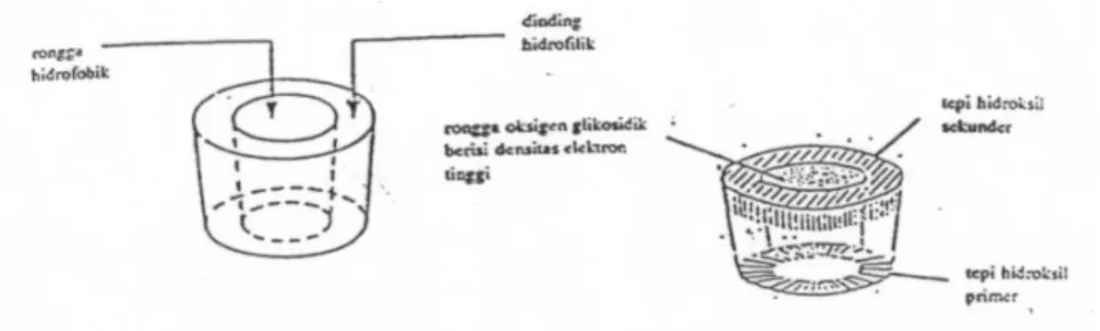 Gambar 3.   Keistimewaan siklodekstrin dengan sifat hidrofobik pada bagian  dalam rongga dan hidrofilik pada bagian kulit luar (Komiyama,  1984)