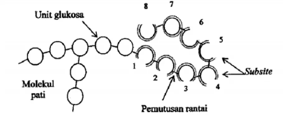 Gambar 8. Mekanisme kerja CGTase dalam pembentukan siklodekstrin (Schmid, 1989)