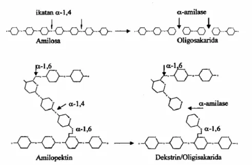 Gambar  9.  Mekanisme  pemotongan  amilosa  dan  amilopektin  pati  oleh Enzim  α-amilase (Berghmans, 1981 di dalam Suriadi, 1985).
