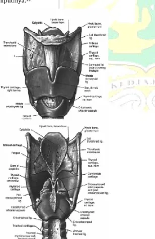 Gambar 2. Otot-otot pada laring 12 