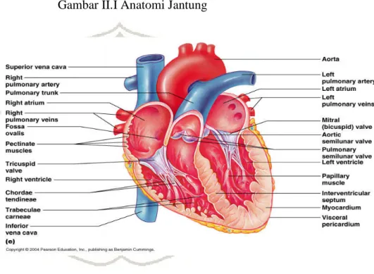 Gambar II.I Anatomi Jantung 