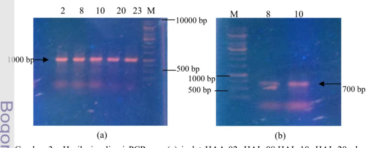 Gambar  3.    Hasil  visualisasi  PCR  gen  (a)  isolat  HAA-02,  HAL-08,HAL-10,  HAL-20,  dan  HAL-23  (berurutan  dari  kiri  ke  kanan)  mempunyai  gen  penyandi  NRPS;  (b)  isolat HAL-08 dan HAL-10 mempunyai gen penyandi PKS