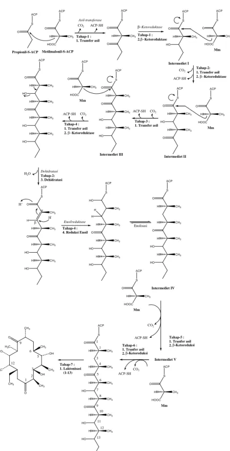 Gambar 6. Hipotesis Mekanisme dari Biosintesis 6-Deoksieritronolida B berdasarkan Studi Genetik oleh Donadio (1991)