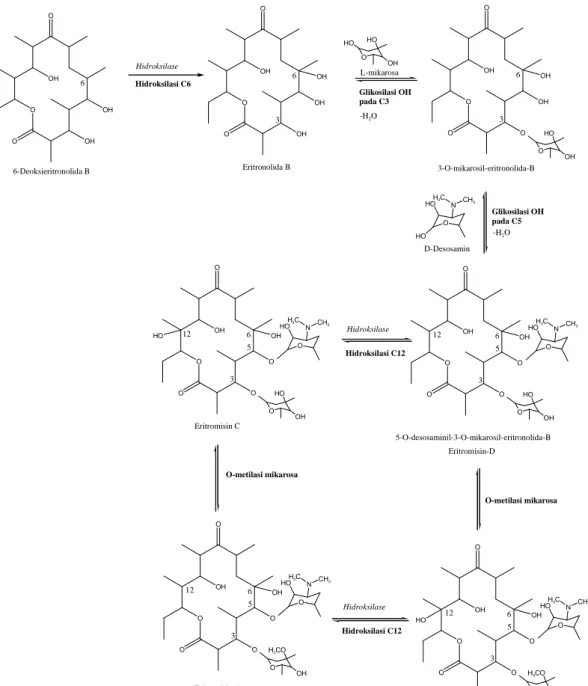 Gambar 7. Jalur Biosintesis Pembuatan Eritromisin A (Jenie, 2013)