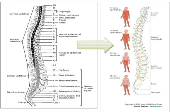 Gambar 4 : Fungsi dari setiap segmen tulang belakang (Sumber: sciencedirect.com, 2008 )