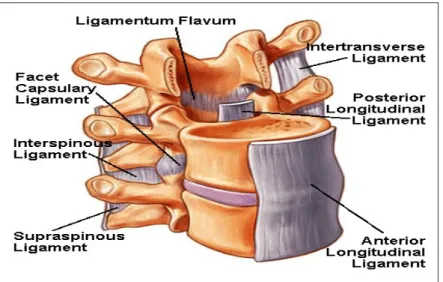 Gambar 5 : Spinal Ligament-ligamentum Flavum (www  .  spineuniverse  .  com  , 2010)