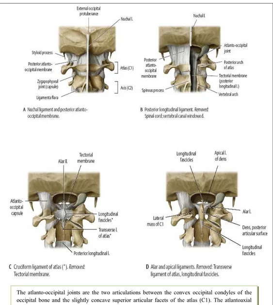 Gambar 6 : ligament craniovertebral (Sumber: Atlas of Anatomy, Anne M. Gilroy, MA,Brian  R