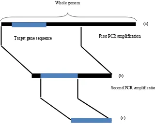 Gambar 2  Gambaran skematis nested-PCR( Pooe 2011)