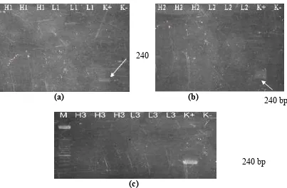 Gambar 7 Elektroforegram  nested-2 pada gel agaros 2%. M. Marker, (a) H1. Hati 
