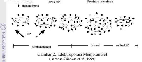 Gambar 2.  Elektroporasi Membran Sel 