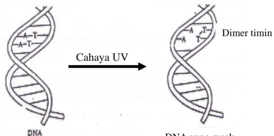 Gambar 6.  Struktur DNA Sebelum dan Setelah Penyerapan Energi dari Cahaya UV 