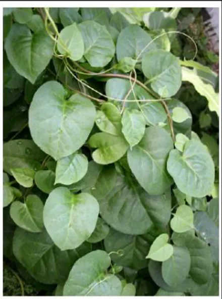 Gambar 2.4 Tanaman Binahong Anredera cordifolia (Ten.) Steenis  2.4.3 Kandungan Kimia Binahong (Anredera cordifolia (Ten.) Steenis) 