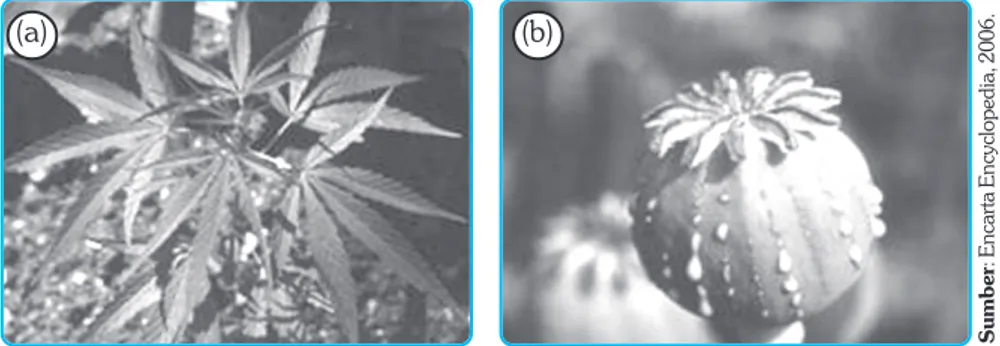 Gambar  15.3    Tumbuhan  mariyuana  (Canabis  sativa)  (a),  dan  tumbuhan  opium  (Papaver somniferum)  (b).