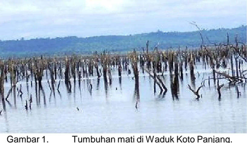 Gambar 1. Tumbuhan mati di Waduk Koto Panjang.